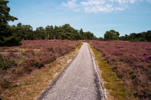 Top 5 uitjes op de Veluwe